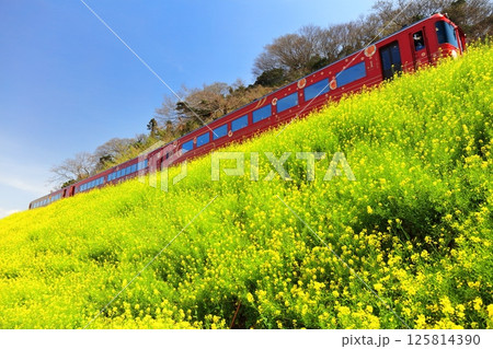 【愛媛県】快晴の閏住の菜の花畑と列車 【愛媛県】快晴の閏住の菜の花畑と列車 125814390