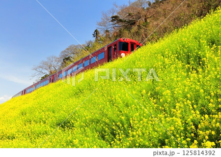 【愛媛県】快晴の閏住の菜の花畑と列車 【愛媛県】快晴の閏住の菜の花畑と列車 125814392
