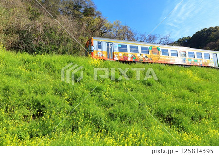 【愛媛県】快晴の閏住の菜の花畑と列車 125814395
