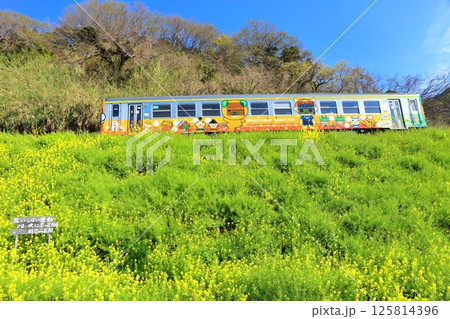 【愛媛県】快晴の閏住の菜の花畑と列車 125814396