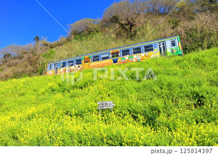 【愛媛県】快晴の閏住の菜の花畑と列車 125814397