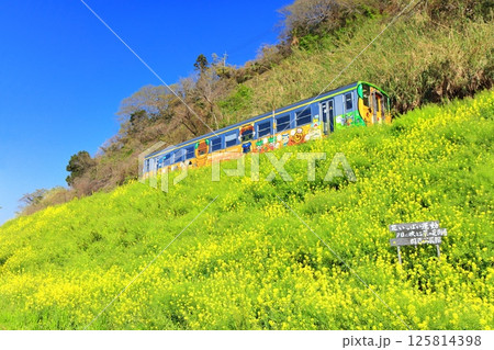 【愛媛県】快晴の閏住の菜の花畑と列車 125814398
