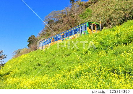 【愛媛県】快晴の閏住の菜の花畑と列車 125814399