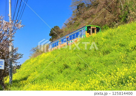 【愛媛県】快晴の閏住の菜の花畑と満開の桜と列車 125814400