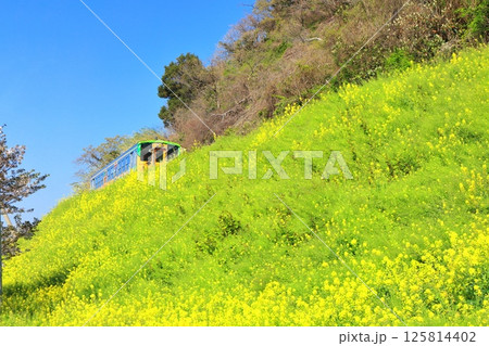 【愛媛県】快晴の閏住の菜の花畑と列車 【愛媛県】快晴の閏住の菜の花畑と列車 125814402
