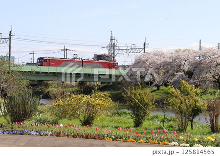 春の埼玉県蓮田市付近の元荒川に架かる鉄橋を走行するEH500形電気機関車と付近の花々の風景 125814565