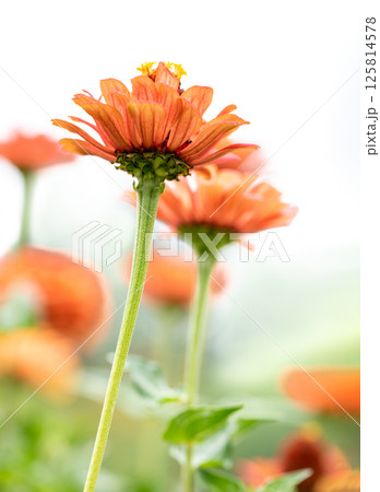 Single orange zinnia standing tall in a soft-focus summer garden with natural bokeh. Selective focus Single orange zinnia standing tall in a soft-focus summer garden with natural bokeh. Selective focus 125814578