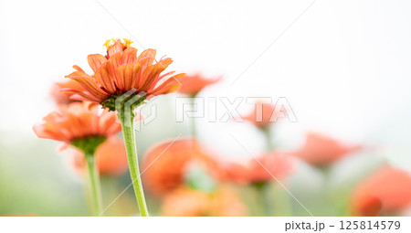 Soft focused view of vibrant orange zinnia flowers blooming in sunlight. Copy space. Soft focused view of vibrant orange zinnia flowers blooming in sunlight. Copy space. 125814579