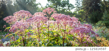 Backlit sunlight garden scene of blooming pink weed flowers glowing in warm sun. Beauty in nature. Backlit sunlight garden scene of blooming pink weed flowers glowing in warm sun. Beauty in nature. 125814597