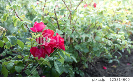 Wet after rain cluster of red blooming roses in sunlit garden, symbolizing love, beauty. 125814600