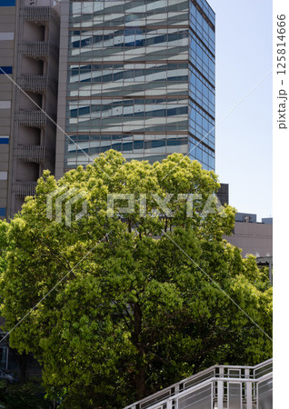 新緑が美しい都会の風景 125814666