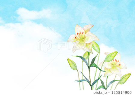水彩イラスト　青空と白百合の花畑 125814906