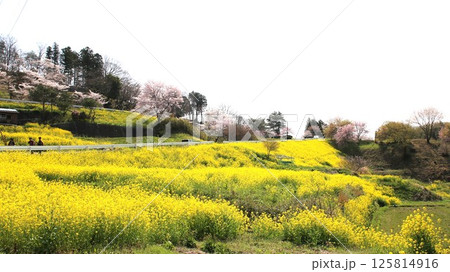 菜の花畑 菜の花畑 125814916
