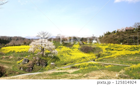菜の花畑 菜の花畑 125814924