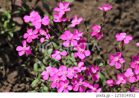 春の庭に咲くピンク色のシレネ・ピンクパンサーの花 125814932