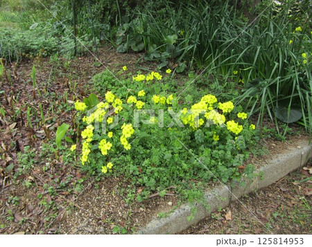 こじま花の会花畑に咲いている黄色い花はオキザリスの花 125814953