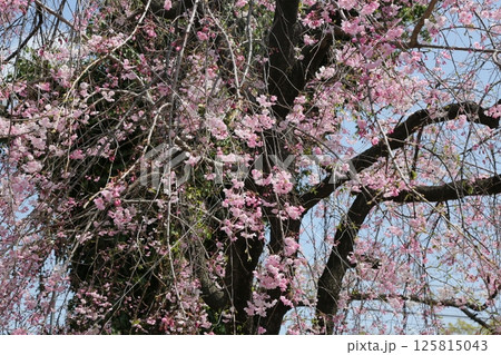 近所を歩いた 125815043