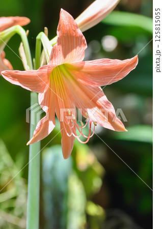 Hippeastrum puniceum , Barbados lily or AMARYLLIDACEAE 125815055