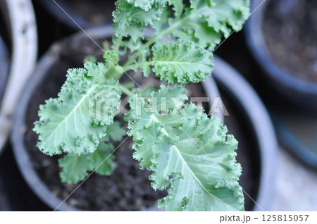 Kale , Brassicaceae or Brassica Oleracea plant Kale , Brassicaceae or Brassica Oleracea plant 125815057