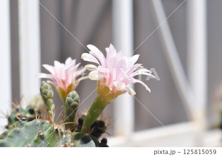 Gymnocalycium ,Gymnocalycium mihanovichii or gymnocalycium mihanovichii variegated with flower or cactus flower Gymnocalycium ,Gymnocalycium mihanovichii or gymnocalycium mihanovichii variegated with flower or cactus flower 125815059