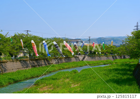 鯉のぼり 高橋川 金沢市横川 鯉のぼり 高橋川 金沢市横川 125815117