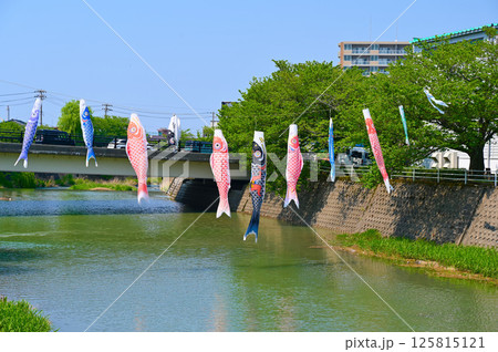鯉のぼり 高橋川 金沢市横川 鯉のぼり 高橋川 金沢市横川 125815121