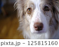 見つめるボーダーコリー 125815160