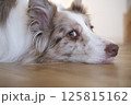 床に寝そべって飼い主を見つめるボーダーコリー 125815162