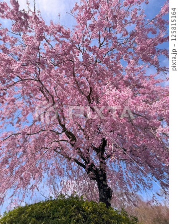桜 125815164