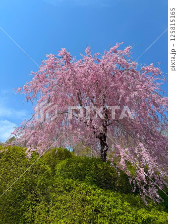 桜 125815165