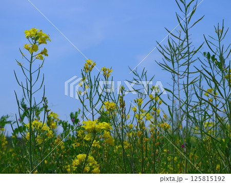 菜の花畑のある風景 125815192
