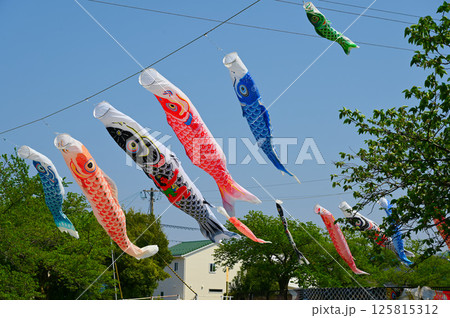 鯉のぼり 季節の風景 鯉のぼり 季節の風景 125815312