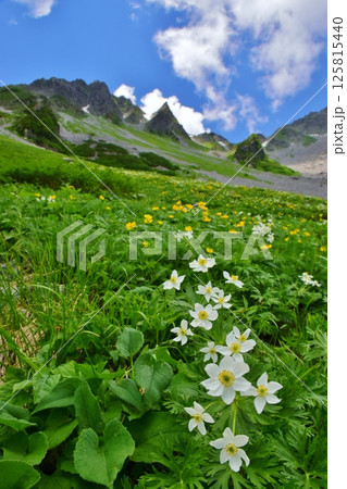 北アルプス 涸沢の夏景色 125815440
