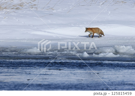 流氷の濤沸湖のほとりを歩くキタキツネ　北海道網走 125815459