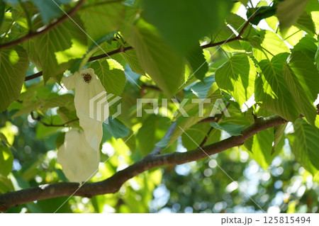 ハンカチの木 ハンカチの木 125815494