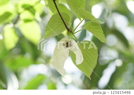 ハンカチの木 ハンカチの木 125815498