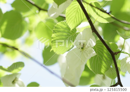 ハンカチの木 125815500