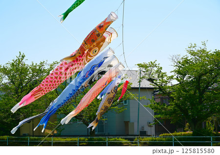 こいのぼり飾り　端午の節句 125815580
