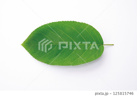 葉っぱ1枚と白い背景 125815746
