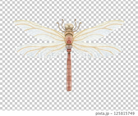 Pastel beige dragonfly watercolor illustration isolated on white. Hand drawn insect clip art in vintage style for fall and spring garden and woodland designs Pastel beige dragonfly watercolor illustration isolated on white. Hand drawn insect clip art in vintage style for fall and spring garden and woodland designs 125815749