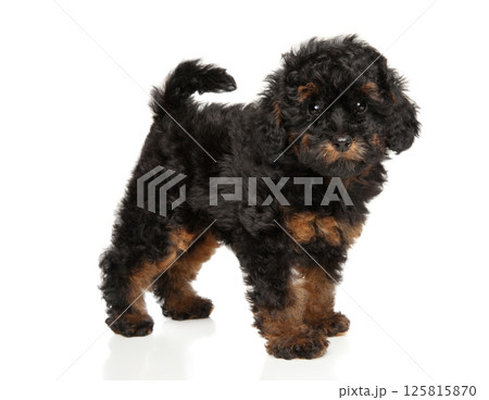 Phantom toy poodle puppy standing on white background 125815870