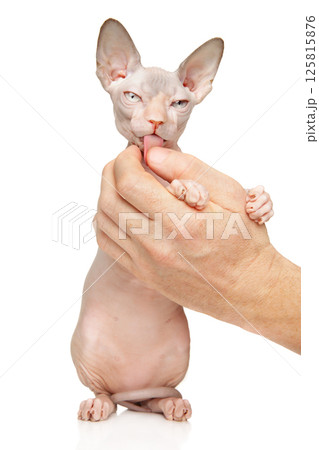 Sphynx cat licking human hand close-up 125815876