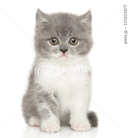 British Shorthair Kitten Portrait 125815877