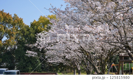 宮崎県綾町の馬事公苑の桜 125815980