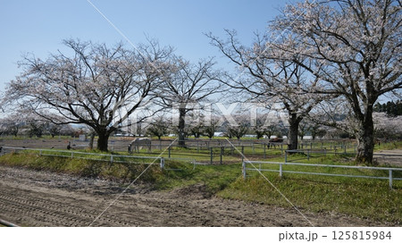 宮崎県綾町の馬事公苑の桜 125815984