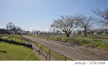 宮崎県綾町の馬事公苑の桜 125815986