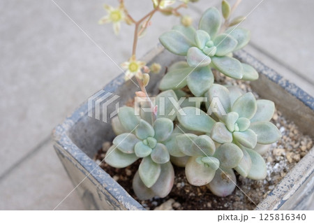 玄関先に置いた多肉植物 125816340