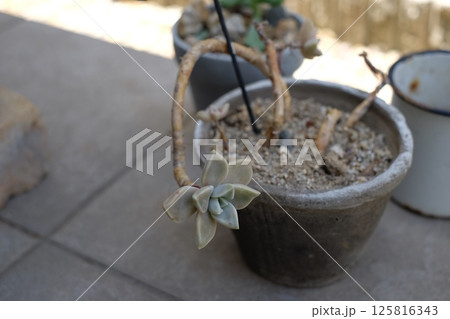 玄関先に置いた多肉植物 125816343