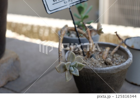 玄関先に置いた多肉植物 125816344