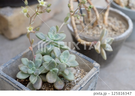 玄関先に置いた多肉植物 125816347